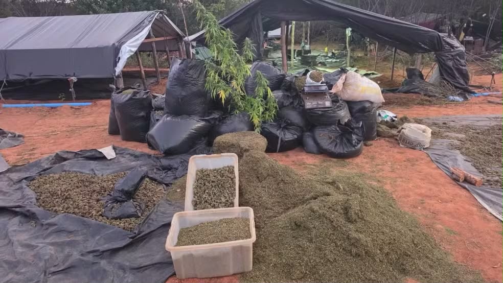 Dois homens são presos suspeitos de envolvimento com plantação de 290 mil pés de maconha em Acopiara.
